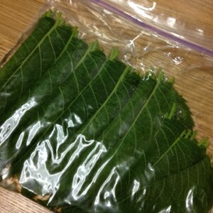 桜の葉の塩漬け レシピ 作り方 By Miashimatora 楽天レシピ 桜の葉の塩漬け レシピ 作り方 By Miashimatora 楽天レシピ